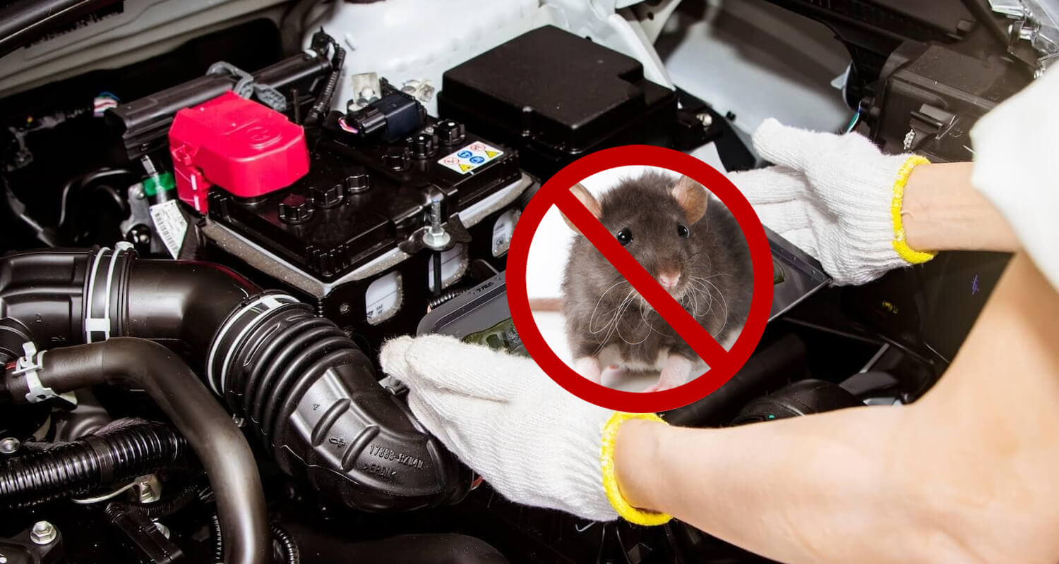 How to Protect a Car from Rats