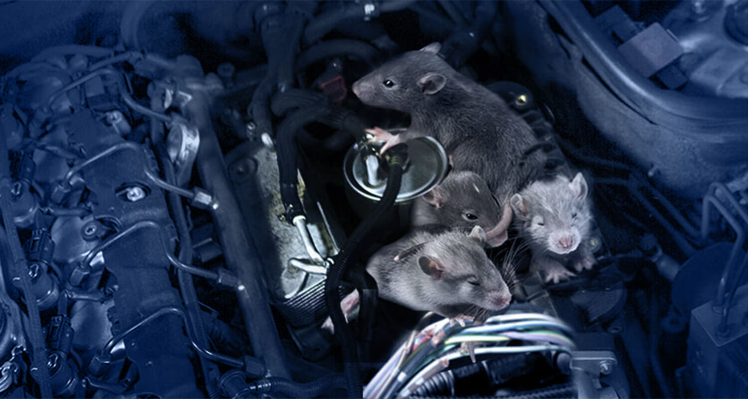 Understanding the Rat Infestation Problem