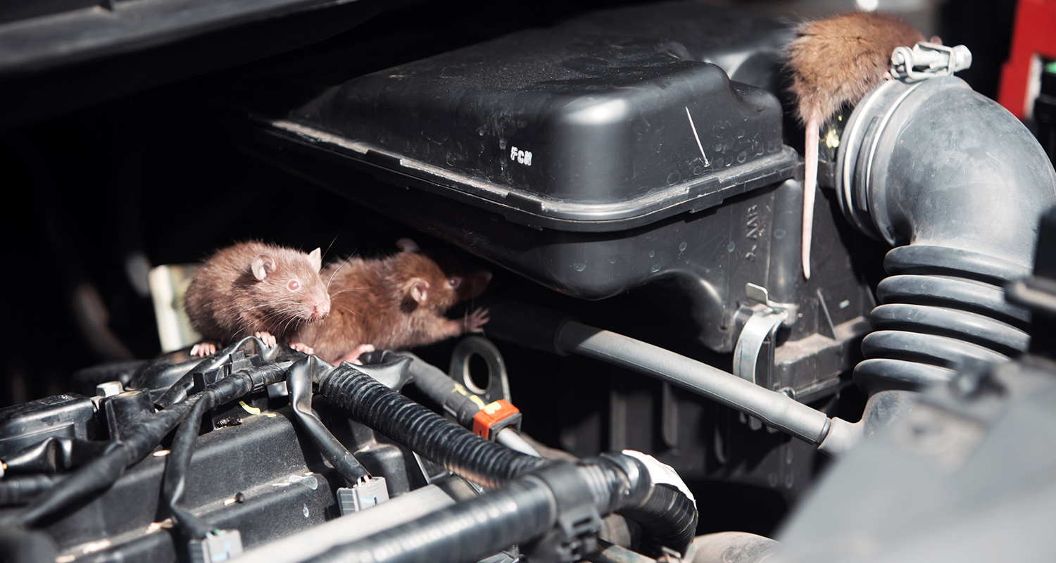 Additional Tips on How to Protect Car from Rats_