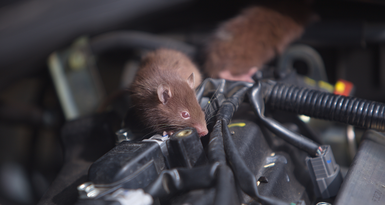Description of the Problem_ Why Rats Target Cars in India_